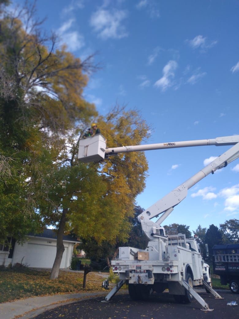 Gallery Tree Services In Denver Co Tree Pruning In Denver Co Bush