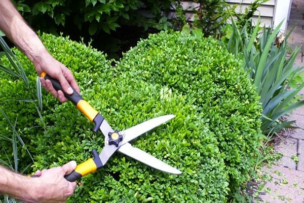 Bush Trimming