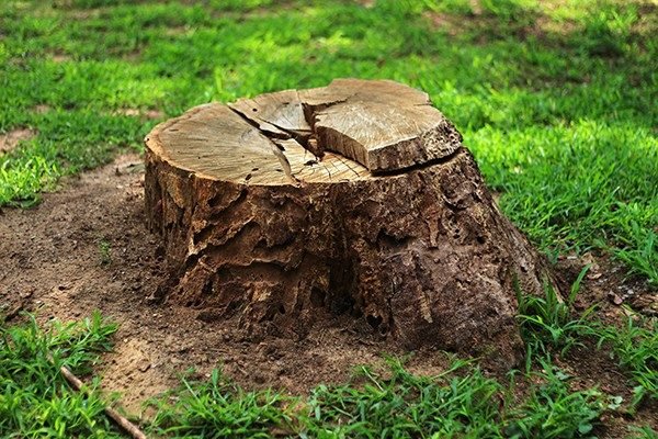 Stump Removal
