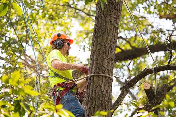 Tree Pruning Tree Pruning
