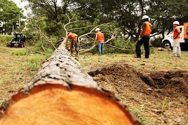 Tree Removal Tree Removal